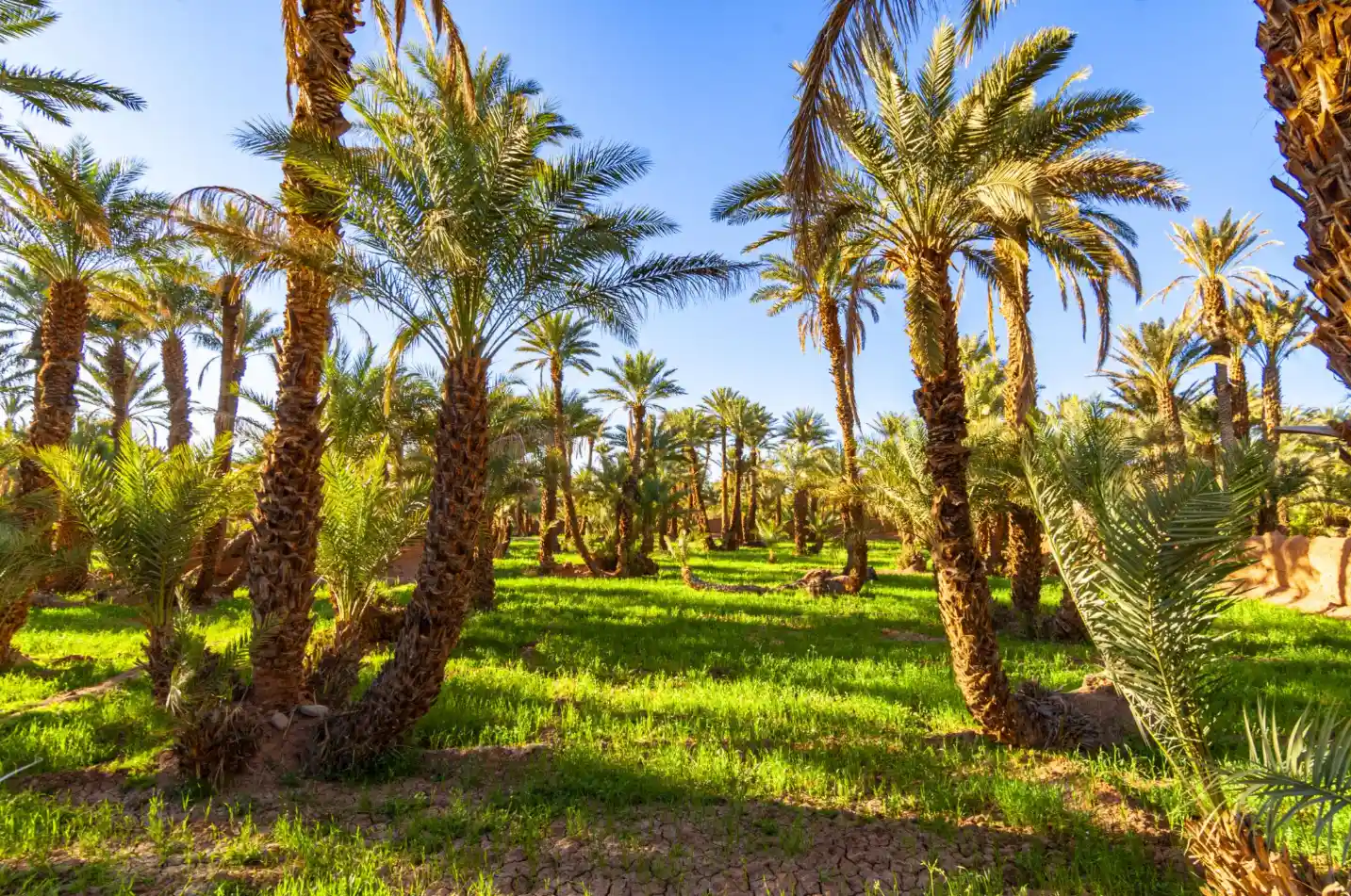 7 Days Tour from Ouarzazate to Marrakech via Merzouga and Ait Ben Haddou