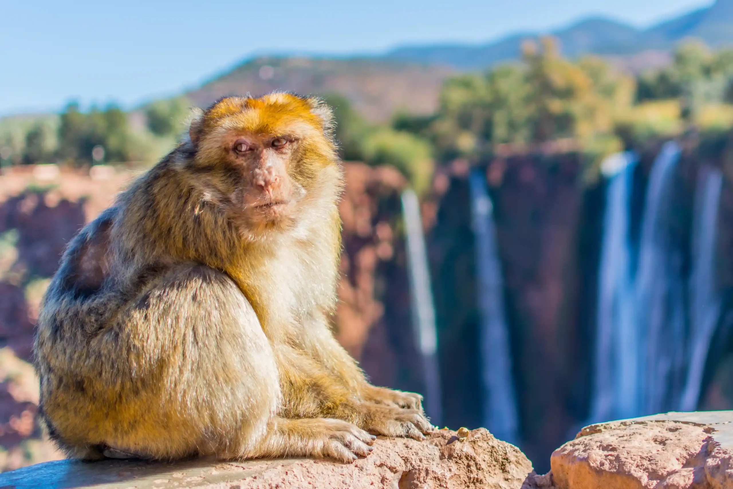 Ouzoud Waterfalls Day Trip from Marrakech with panoramic views of the cascades